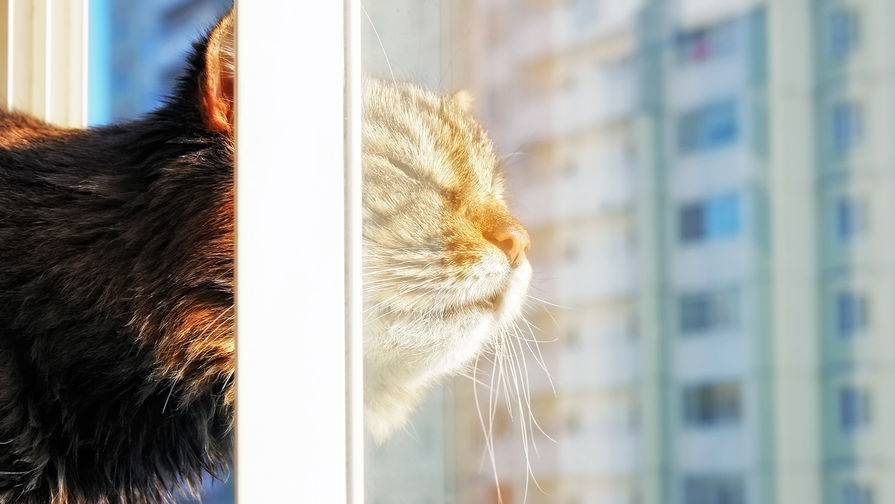 Во Франции кот выздоровел после заражения коронавирусом - gazeta.ru - Франция - New York