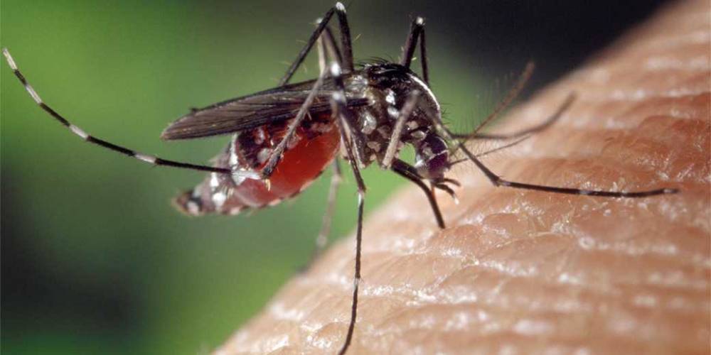 Изобретен инновационный прибор для защиты дома от комаров - detaly.co.il
