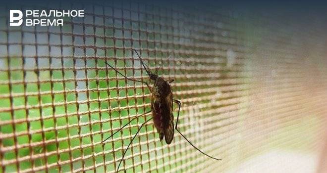 Жители Уфы просят принять меры против нашествия комаров - realnoevremya.ru - Уфа