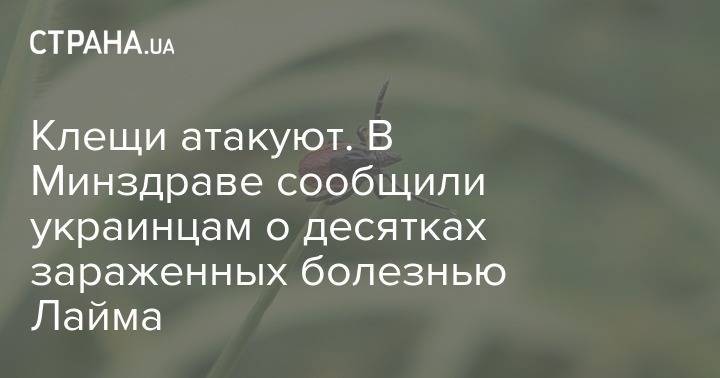 Клещи атакуют. В Минздраве сообщили украинцам о десятках зараженных болезнью Лайма - strana.ua - Украина