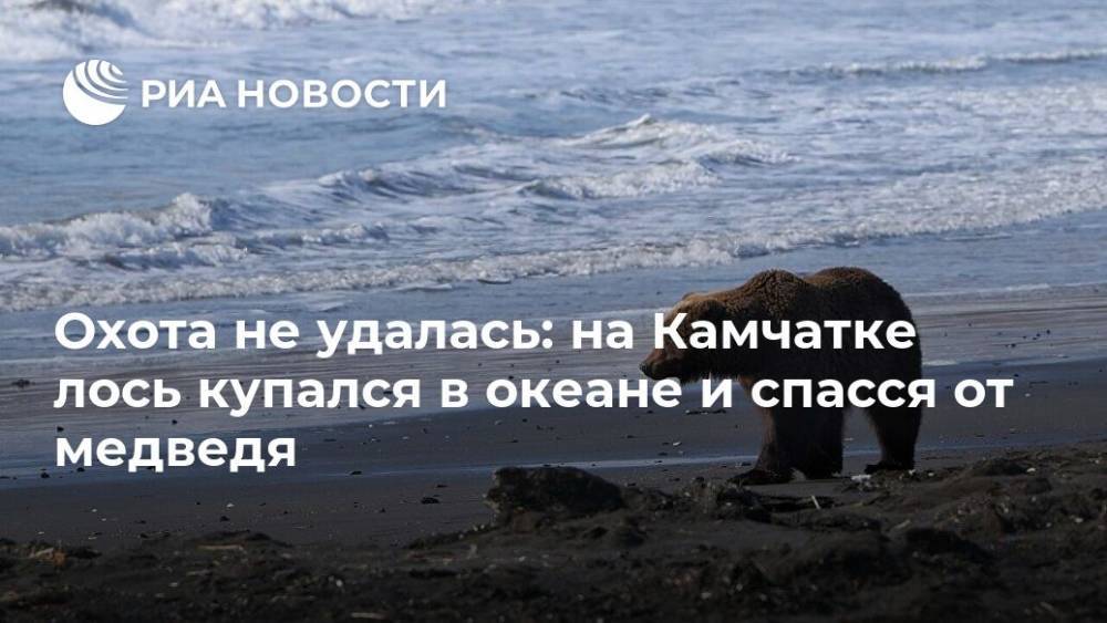 Охота не удалась: на Камчатке лось купался в океане и спасся от медведя - ria.ru - Москва