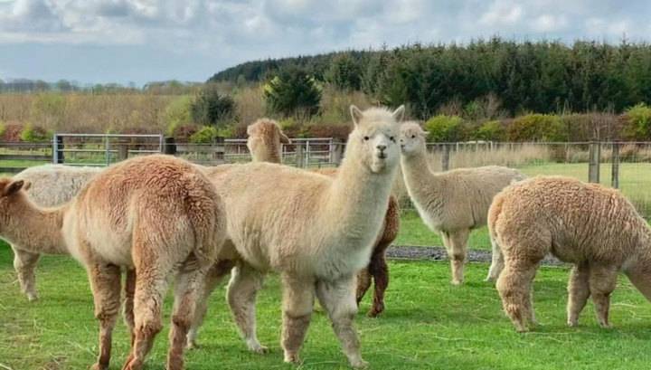 Альпаки и люди любуются друг другом: шотландская ферма организует онлайн-встречи с питомцами - vesti.ru - Шотландия