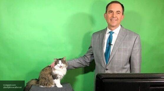Кошка ведущего прогноза погоды стала звездой американского телеканала - nation-news.ru - Usa - штат Индиана