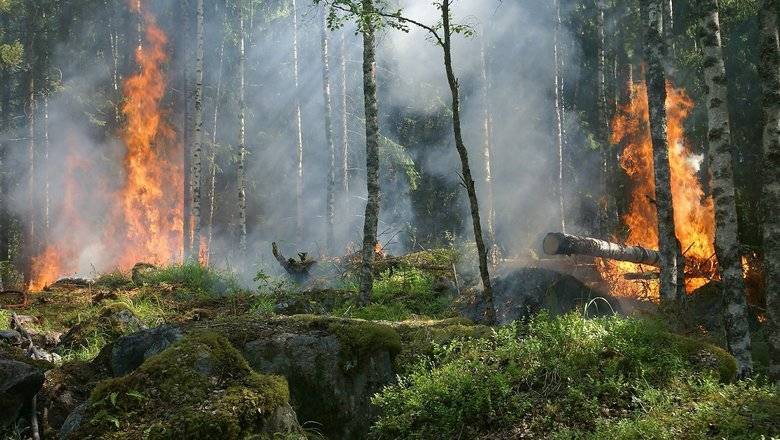 Пожалели денег: пожарные в Бурятии не стали тушить 7,2 тысячи гектаров горящего леса - newizv.ru - Россия - республика Бурятия