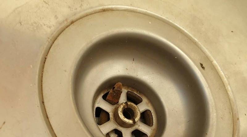 Мужчина мыл посуду, когда из слива раковины выскользнула смертельно опасная змея - usa.one - Австралия