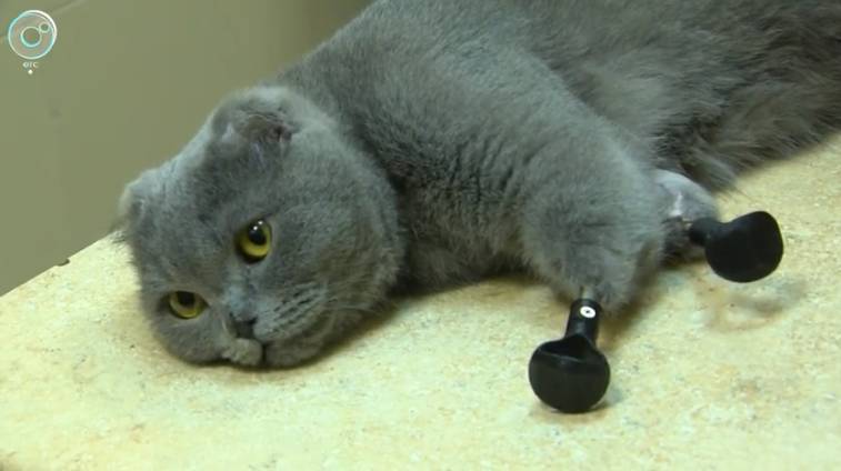 Жительница Новокузнецка не может забрать кошку с железными лапками из-за коронавируса - gazeta.a42.ru - Новосибирск