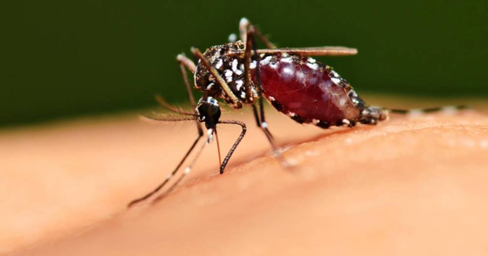 Анатолий Альштейн - Вирусолог оценил риски распространения COVID-19 мухами и комарами - ren.tv