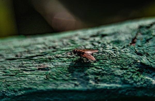 Анатолий Альштейн - Вирусолог предупредил, что мухи могут быть разносчиками COVID-19 - govoritmoskva.ru