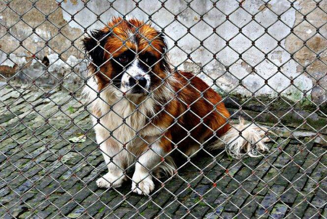 В приюте для животных полиция нашла замороженные трупы собак и котов - usa.one - New York - штат Кентукки