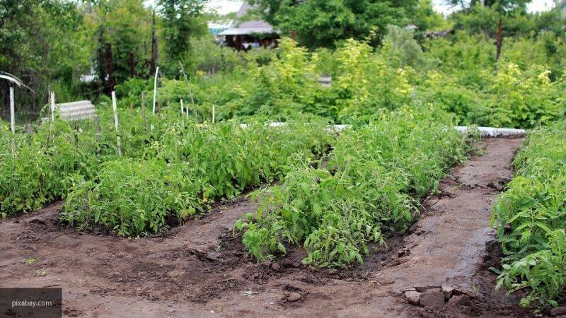 Редактор газеты "Садовод" Бушуев рассказал об ограниченном выборе семян в пандемию - nation-news.ru