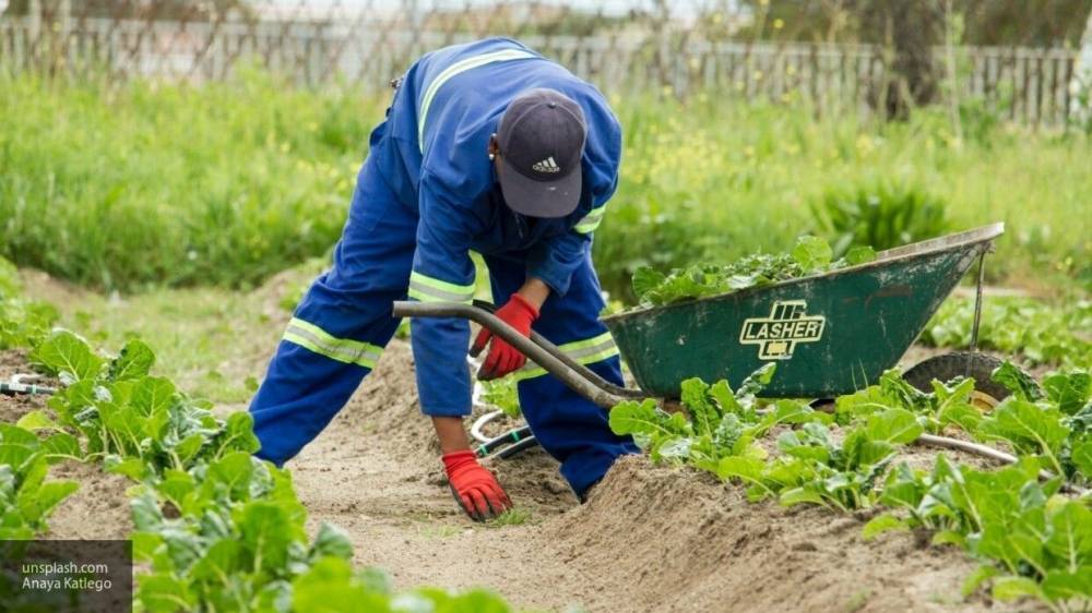 Госдума рассмотрит возможность освобождения садоводов от оплаты взносов на фоне COVID-19 - nation-news.ru
