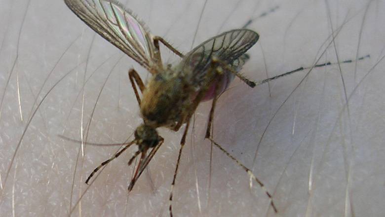 Передачу коронавируса комарами назвали невозможной - newizv.ru