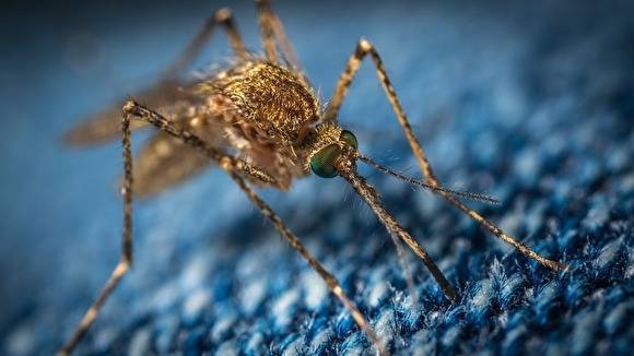 Энтомолог рассказал, могут ли комары, мухи и клещи стать переносчиками коронавируса - znak.com