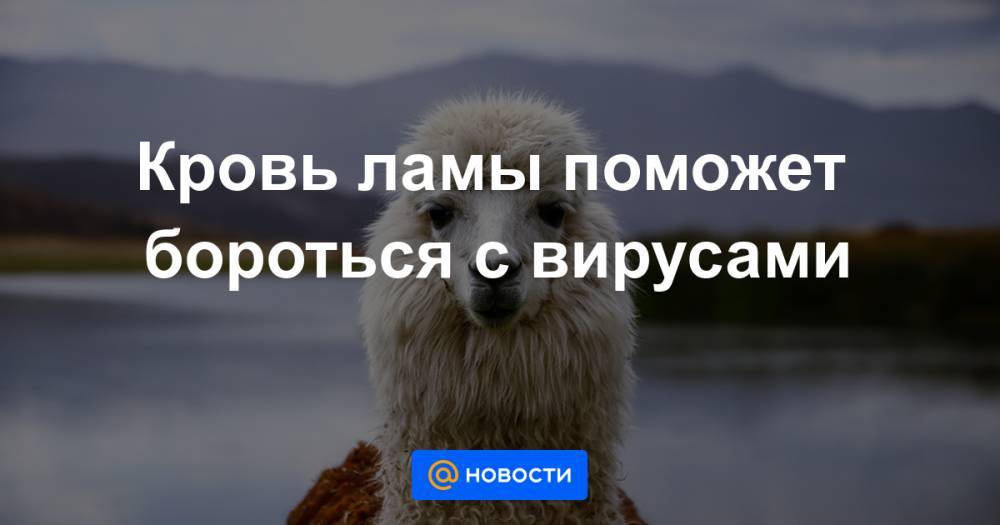 Кровь ламы поможет бороться с вирусами - news.mail.ru