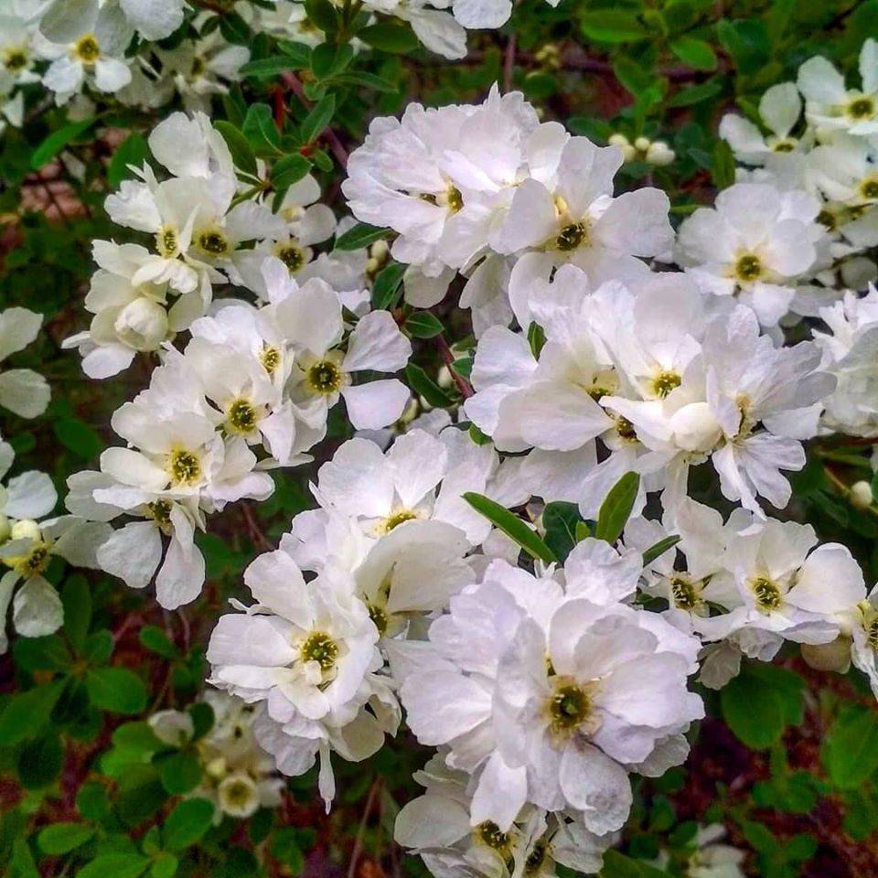 В Запорожском ботаническом саду расцвел курстаник “жемчужных цветов”, – фото - inform.zp.ua - Запорожье