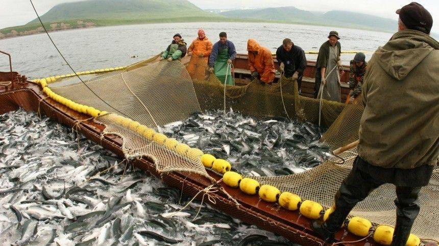 Эпидемия COVID-19 не угрожает промыслу рыбы на Камчатке - 5-tv.ru