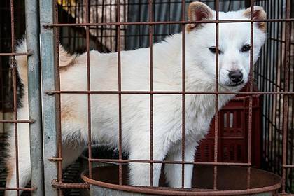 Десятки собак спасли от съедения в Южной Корее - lenta.ru - Сша - Канада - Южная Корея