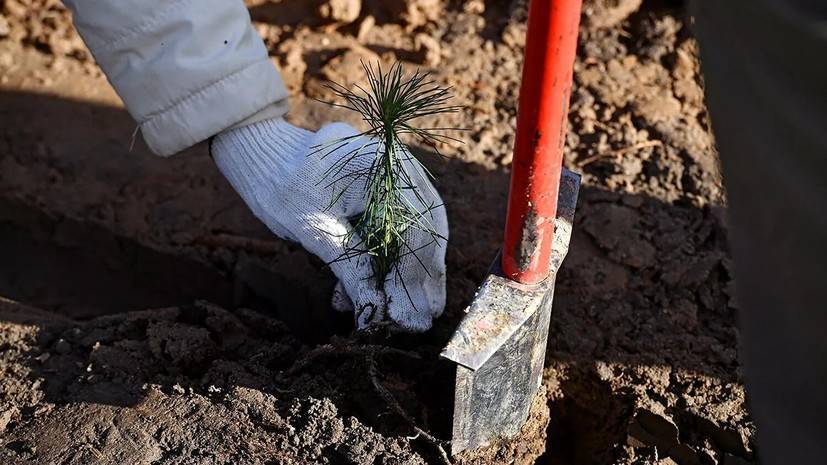 В Тверской области высадили около 3,5 млн деревьев в рамках акции «Сад памяти» - russian.rt.com - Тверская обл.