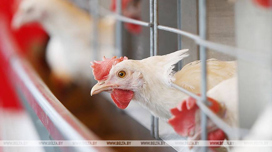 Беларусь ограничивает ввоз птицы из Индии из-за птичьего гриппа - belta.by - Белоруссия - Минск - Индия