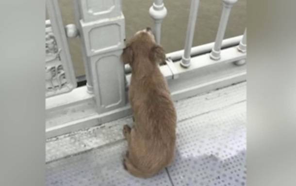 Верный пес не покидает место самоубийства хозяина - korrespondent.net - Китай - Ухань