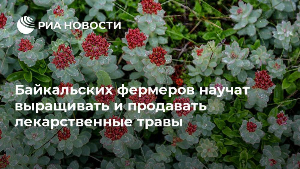 Байкальских фермеров научат выращивать и продавать лекарственные травы - ria.ru - Москва - республика Бурятия