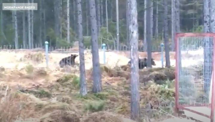 Медведи приходят в магаданские поселки - vesti.ru - Магадан