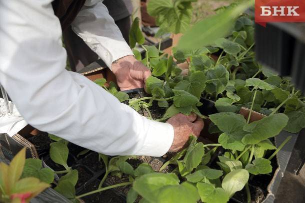 В Коми малоимущие получат выплату на садоводство и огородничество - bnkomi.ru - республика Коми