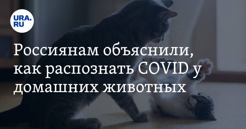 Россиянам объяснили, как распознать COVID у домашних животных - ura.news