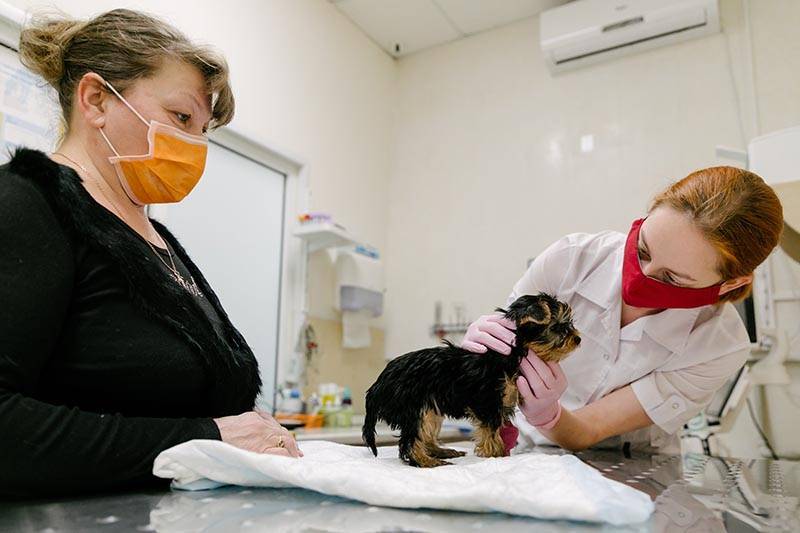 Названы симптомы коронавируса у домашних животных - tvc.ru