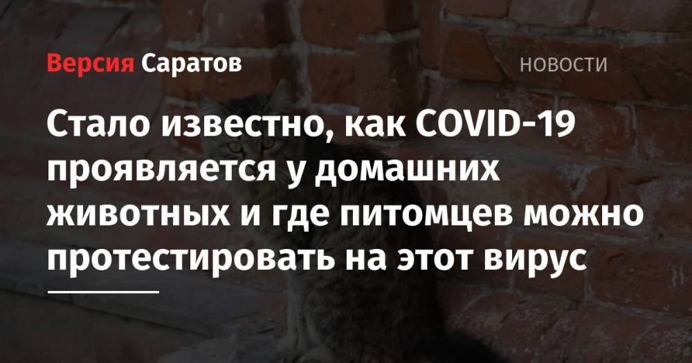 Стало известно, как COVID-19 проявляется у домашних животных и где питомцев можно протестировать на этот вирус - nversia.ru - Россия