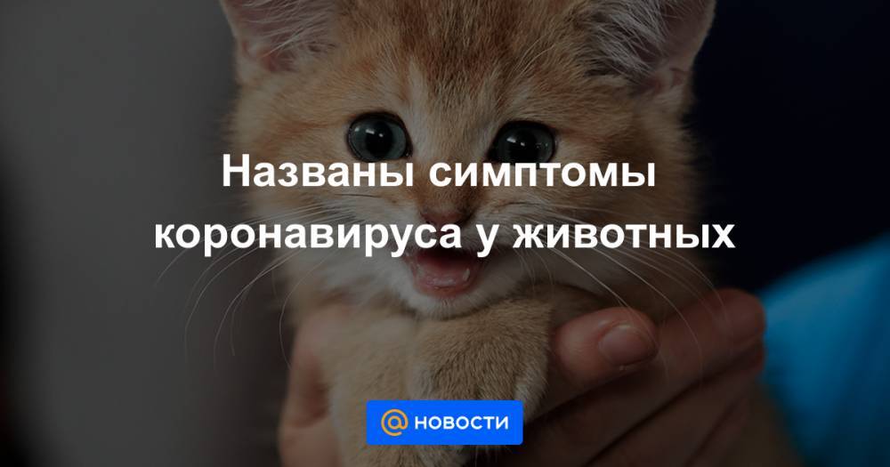 Названы симптомы коронавируса у животных - news.mail.ru