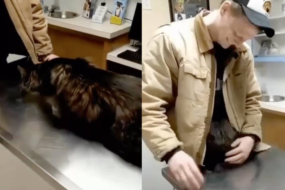 Кот спрятался от ветеринара в куртке хозяина и стал звездой Сети - vm.ru