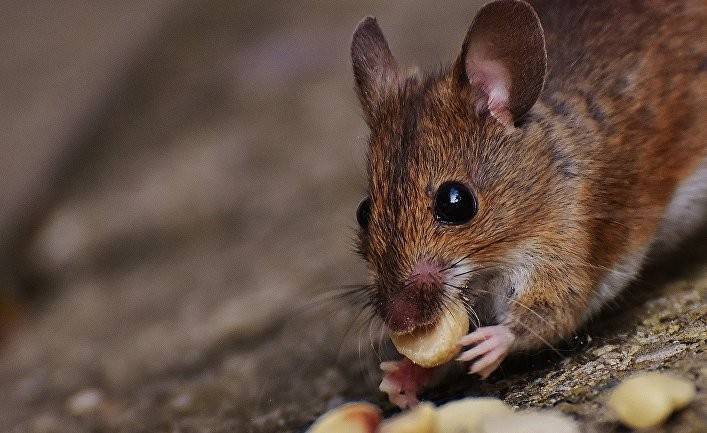 AgoraVox: украинские мыши знают толк в зерне - geo-politica.info - Киев