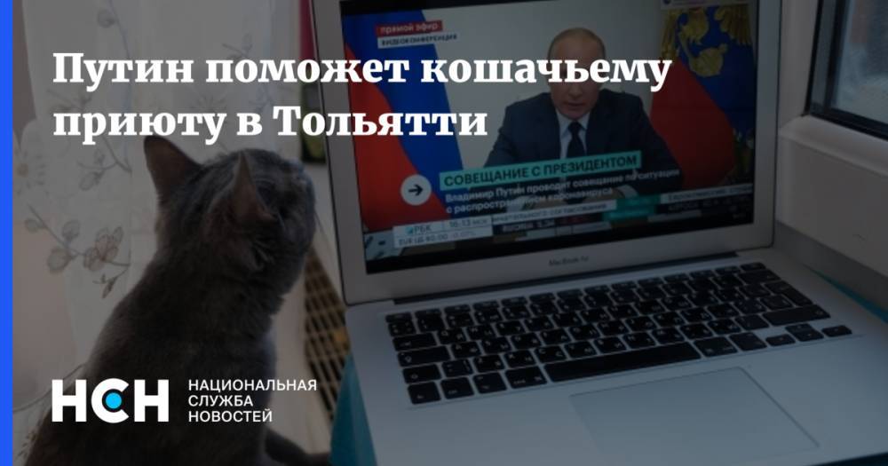 Владимир Путин - Путин поможет кошачьему приюту в Тольятти - nsn.fm - Россия - Тольятти