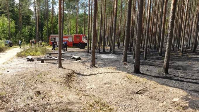 В Петербурге произошел первый лесной пожар - piter.tv - Санкт-Петербург