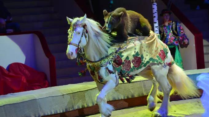 Цирк на Фонтанке рассчитывает открыть двери осенью - piter.tv - Россия