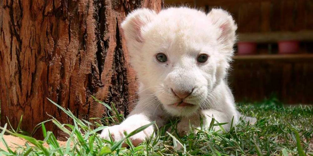 В испанском зоопарке впервые родился белый львенок - detaly.co.il - Испания - Таиланд - провинция Севилья