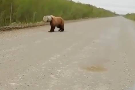 «Хорошо залез»: Медведь с бидоном на голове стал героем вирусного ролика - vm.ru