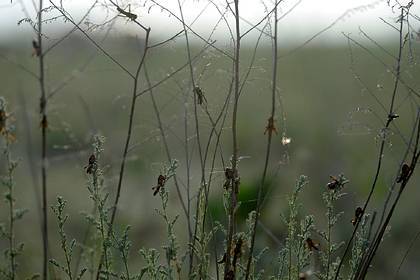 В Киргизии связали нашествие саранчи с пандемией коронавируса - lenta.ru - Киргизия