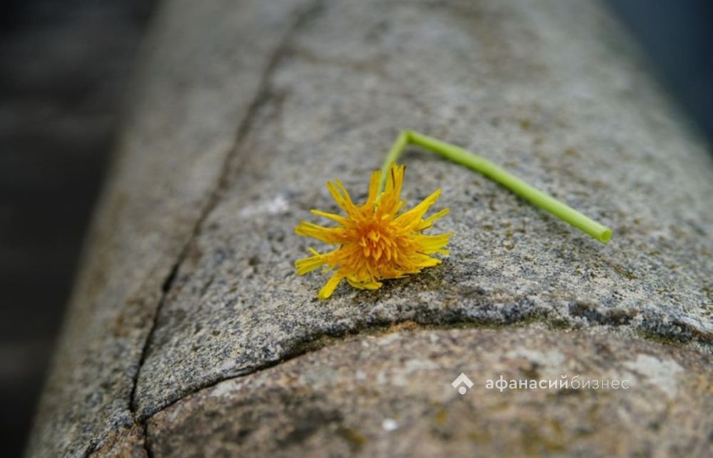 Весной у россиян может проявиться перекрестная аллергия