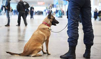 В России собак обучают распозновать коронавирус у людей по запаху - eadaily.com - Россия - Хельсинки