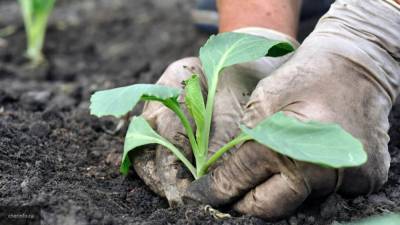 Ученые объяснили механизм защиты растений от вирусов - nation-news.ru - Китай