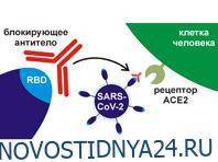 Отечественные антитела показали свою силу против коронавируса - novostidnya24.ru - Россия