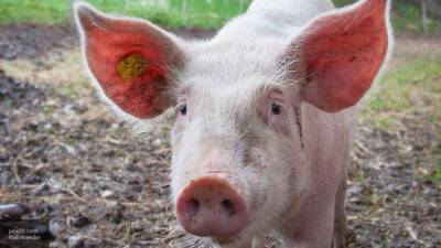 Ученые выяснили, что свиньи могут передать коронавирус человеку - nation-news.ru - Китай - штат Северная Каролина
