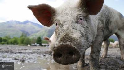 Коронавирус свиней может навредить здоровью человека - inforeactor.ru