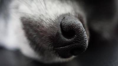В Пулково могут начать работать собаки, распознающие больного коронавирусом по запаху - piter.tv - Санкт-Петербург