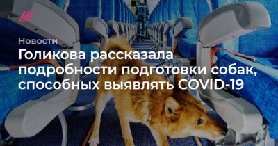 Голикова рассказала подробности подготовки собак, способных выявлять COVID-19 - tvrain.ru