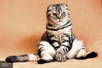 Ученые выяснили, что кошки могут передавать коронавирус друг другу - inforeactor.ru