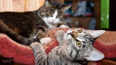 Ученые проверили способность кошек передавать коронавирус друг другу - nation-news.ru - штат Колорадо