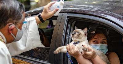 Благодушный священник окропил домашних животных в знак защиты от коронавируса - takprosto.cc - Филиппины
